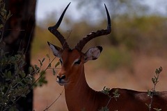 Antilope africana