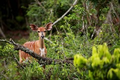 Antilope del Nyala