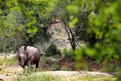 Rinoceronte bianco meridionale, detto anche rinoceronte camuso
