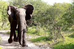 la carica di un giovane elefante, il più grande al mondo (alcuni esemplari arrivano a pesare sino a 7000 kg.)
