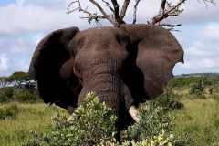 Elefante endemico del KwaZulu-Natal (il più grande al mondo)
