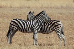 Zebre nel Parco Kruger, Sud africa