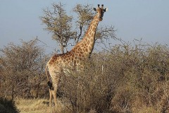 Giraffa Parco Kruger, Sud Africa 2012