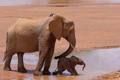 Elefantino con la mamma che lo spinge delicatamente con la proboscite, Parco Kruger, Sud africa 2012