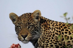 Leopardo africano (Panthera pardus pardus), Parco nazionale Kruger, Sud africa 2012