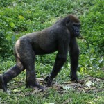 camerun-003