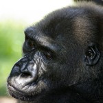 camerun-005