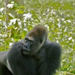 camerun-008