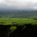 camerun-009