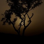 camerun-043