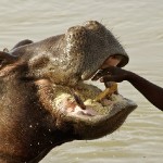 camerun-097