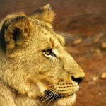 camerun-165