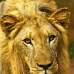 camerun-166