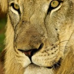 camerun-167