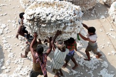 Ripresi dall'alto di una scala (che mi hanno gentilmente prestato per riprenderli) gli operai della Sha Shivalal Jawaharlal Jain trasportano la balla di cotone che isseranno sul camion posto più avanti. Dintorni del villaggio di Saundatti, Regione del Karnataka, India 2015.