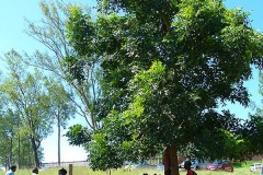 Sotto l'ombra di un grande albero donne Basotho hanno allestito una piccola bottega per la riparazione delle scarpe, con tanto di cartellone che pubblicizza l'attività ed indica un numero di cellulare, Villaggio Mokhotlong, Sud Africa 2012
