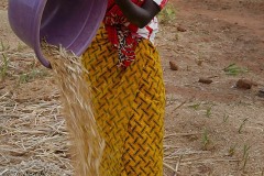 Il sorgo, schiacciato nel mortaio, viene separato dalla crusca e versato in una ciotola realizzata con una zucca svuotata, villaggio Mouja, Niger 2019