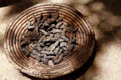 Cesta in vimini contenente il cibo per il pranzo degli abitanti del Villaggio Pedi: vermi arrostiti, Sud africa 2012