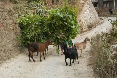 All'ingresso del villaggio, le prime ad accogliere le tre donne Sherpa con il carico di foraggio, sono proprio le capre: sembrano gradire molto. Villaggio di Khokanà, Nepal 2018.