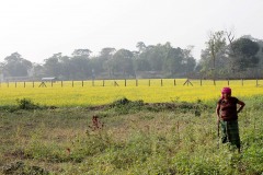 A ridosso del Chitwan National Park, si trovano distese di campi coltivati a senape, riconoscibili per i fiori di un giallo intenso: qui una donna Tharu controlla lo stato delle piantine nel suo campo, Nepal 2018.