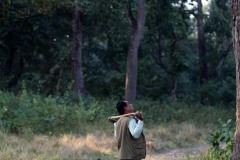 Molti uomini Tharu lavorano come guide naturalistiche all'interno del Chitwan National Park: qui una guida è fermo ad osservare le scimmie che saltano tra i rami degli alberi di Sal, una latifoglia dal pregiato legno (molto duro) che viene utilizzato per costruire imbarcazioni e mobili, pianura alluvionale del fiume Rapti, Nepal 2018.