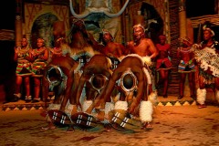 I guerrieri Zulu in un passo della danza "Indlamu" (danza che glorifica la fama guerriera di questo Popolo), si inchinano al cospetto del loro grande Re, il celebre e compianto Shaka King, Villaggio di Shakaland, Provincia del KwaZulu-Natal, Sud africa 2012