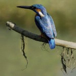 india_41