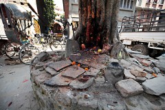 Nel cortile rettangolare dell'Itum Bahal (il più grande cortile dei monasteri buddhisti) nella città vecchia di Kathmandu, un albero della bodhi (un antico fico considerato sacro) viene venerato con offerte da parte degli abitanti che, durante l'annuale festa di Holi, sacrificano un bufalo in onore del demone Guru Mapa lungo le sponde del fiume Vishnumati, lo cucinano e lo trasportano in enormi pentoloni sino alla base di questo albero, dove credono che viva il demone, Piazza di Tundikhel, Kathmandu, Nepal 2018