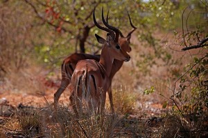 Antilope africana