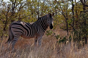 Zebra