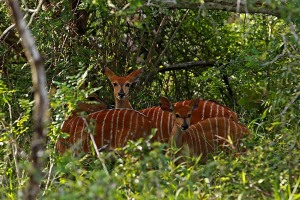 Antilope del Nyala