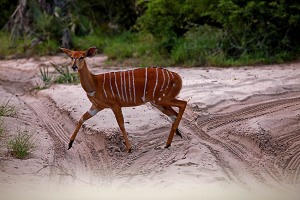 Antilope del Nyala