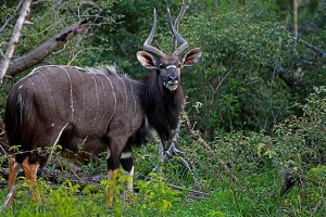 Antilope Kudu