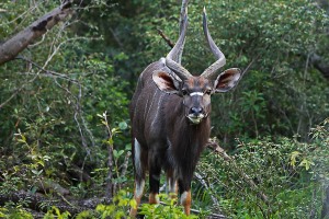 Antilope Kudu