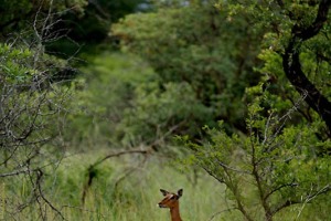Antilope del Nyala