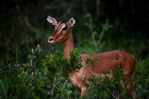 Antilope africana Impala