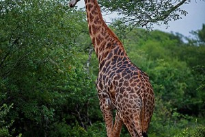 Giraffa