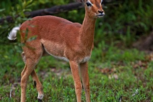 Cucciolo di antilope africana Impala