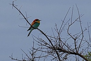 Uccello blu del Sud Africa, detto anche Macaone