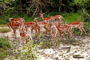 Antilopi africane