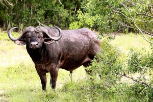 Bufalo di foresta africano, noto come Syncerus caffer nanus