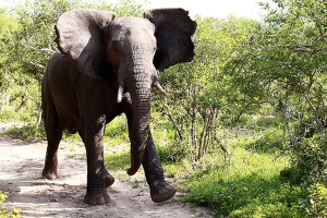 la carica di un giovane elefante, il più grande al mondo (alcuni esemplari arrivano a pesare sino a 7000 kg.)