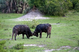 Prove di combattimento tra bufali
