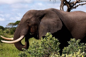 Elefante endemico del KwaZulu-Natal (il più grande al mondo)