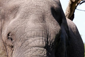 Elefante endemico del KwaZulu-Natal (il più grande al mondo)