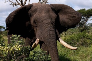 Elefante endemico del KwaZulu-Natal (il più grande al mondo)