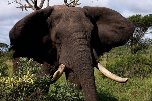 Elefante endemico del KwaZulu-Natal (il più grande al mondo)