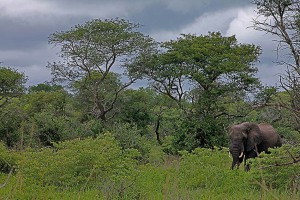 Elefante endemico del KwaZulu-Natal (il più grande al mondo)