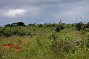 Antilopi e giraffa nella Foresta del Tembe Elephant Park