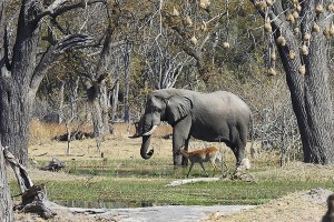 Elefante e antilope nel Parco Kruger, Sud africa